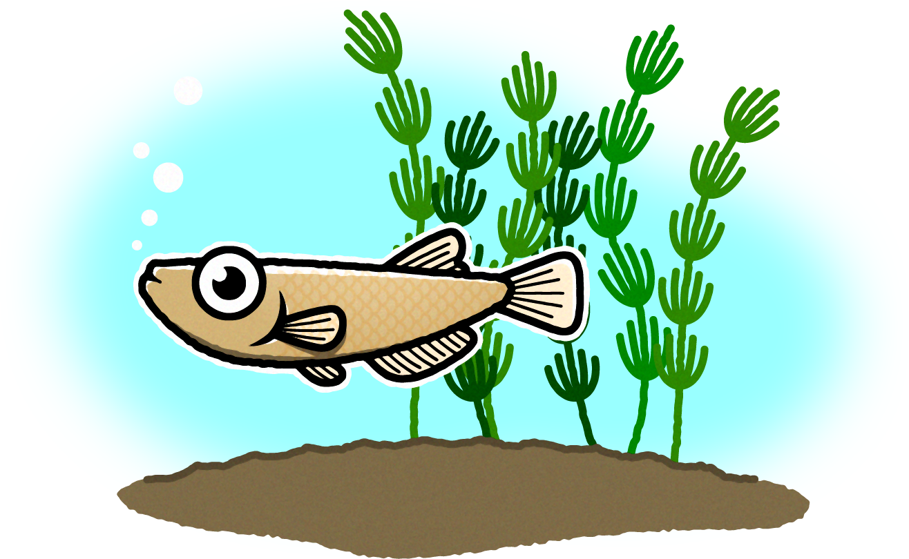 究極の観賞魚 あおやまメディカル株式会社